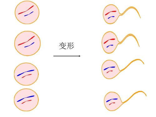 精子的質量跟試管成功率沒有關系？
