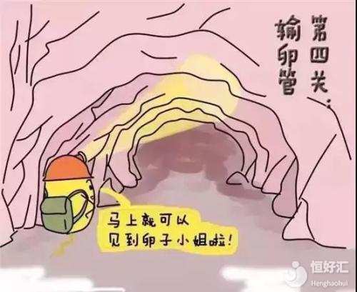 試管嬰兒最佳的取卵數量是多少？