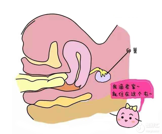 扒一扒子宮輸卵管通液的優缺點，那些你不知道的事兒！