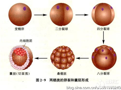 試管嬰兒移植囊胚的優(yōu)勢，看完才知道是因為這些