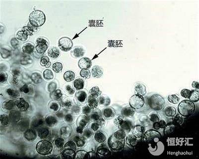 試管嬰兒養(yǎng)囊過程揭秘，你不知道的還有這些
