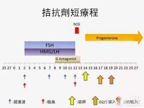 試管拮抗劑方案是什么？醫生：這些人適合應用