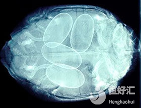 冷凍卵子保存生育力靠譜嗎？是否會影響身體健康？