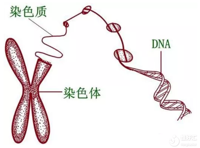 做試管嬰兒前染色體檢查很重要，別再忽略了！