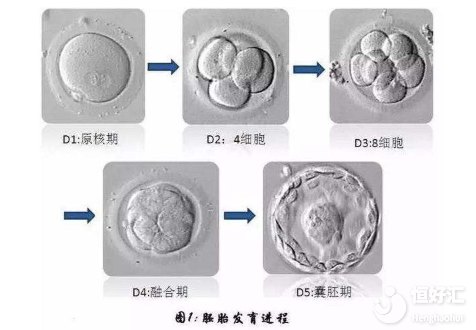 胚胎培養(yǎng)成功率高嗎？看完這個全懂了