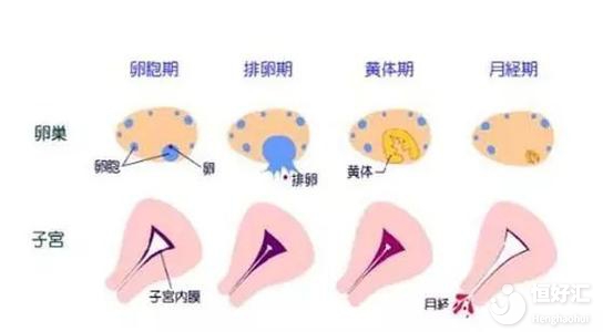 試管嬰兒促排失敗與它們有關(guān)，你都知道嗎？