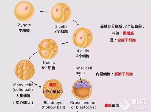 揭秘試管嬰兒胚胎發(fā)育過程，你全都知道了嗎？