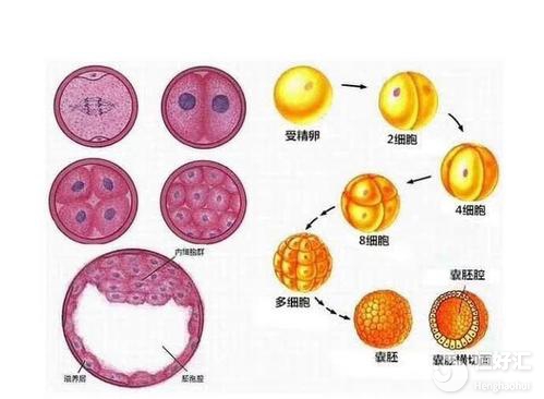 做試管提高胚胎著床的方法，你知道幾個(gè)？