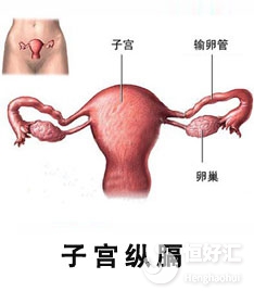 子宮縱隔可以做試管嗎？