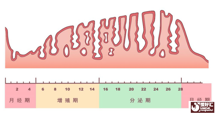 為什么B7內膜不適合試管嬰兒移植？原因有三個！