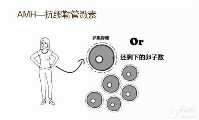 卵巢早衰試管嬰兒成功率高嗎？醫生：得評估卵巢功能！